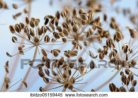 Stock Photography - Dill (Anethum graveolens), fruiting. Fotosearch