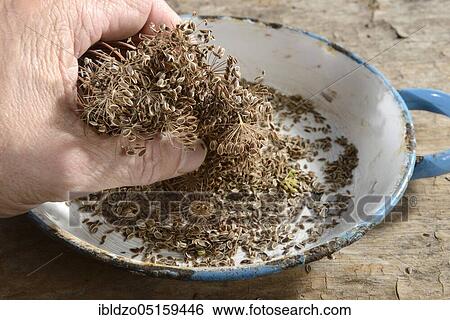 Dill (Anethum graveolens), seed View Large Photo Image Stock Photograph - Dill (Anethum graveolens), seed. Fotosearch