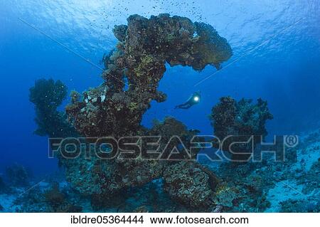 Picture - Diver and coral formation, Paradise Reef, Red Sea, Egypt, Africa. Fotosearch