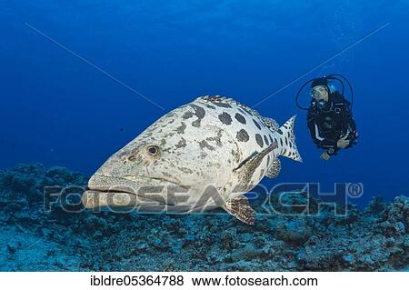 Diver and potato grouper (Epinephelus tukula), Cod Hole, Great Barrier Reef, Australia, Oceania View Large Photo Image Stock Photo - Diver and potato grouper (Epinephelus tukula), Cod Hole, Great Barrier Reef, Australia, Oceania. Fotosearch