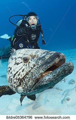 Diver and potato grouper (Epinephelus tukula), Cod Hole, Great Barrier Reef, Australia, Oceania View Large Photo Image Stock Photograph - Diver and potato grouper (Epinephelus tukula), Cod Hole, Great Barrier Reef, Australia, Oceania. Fotosearch
