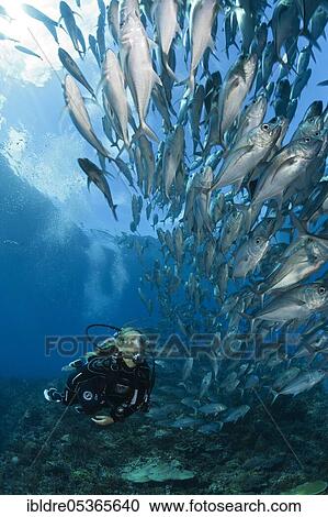 Stock Image - Diver and shoal of bigeye stingrays (Caranx sexfasciatus), Mary Island, Solomon Islands, Oceania. Fotosearch