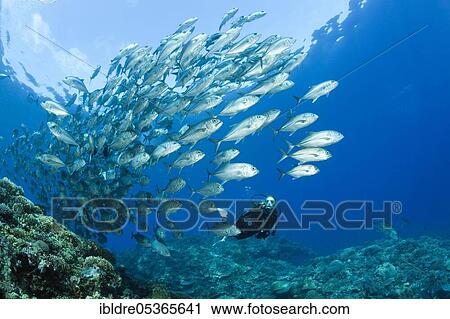 Diver and shoal of bigeye stingrays (Caranx sexfasciatus), Mary Island, Solomon Islands, Oceania View Large Photo Image Stock Image - Diver and shoal of bigeye stingrays (Caranx sexfasciatus), Mary Island, Solomon Islands, Oceania. Fotosearch