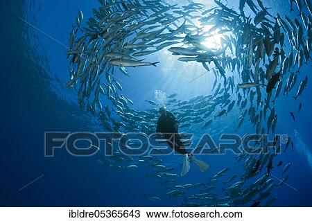 Stock Image - Diver and shoal of bigeye stingrays (Caranx sexfasciatus), Mary Island, Solomon Islands, Oceania. Fotosearch