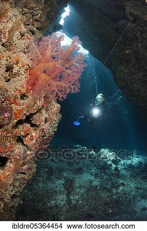 Diver in underwater cave, Cave Reef, Red Sea, Egypt, Africa View Large Photo Image Picture - Diver in underwater cave, Cave Reef, Red Sea, Egypt, Africa. Fotosearch