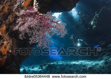 Diver in underwater cave, Cave Reef, Red Sea, Egypt, Africa View Large Photo Image Stock Photo - Diver in underwater cave, Cave Reef, Red Sea, Egypt, Africa. Fotosearch