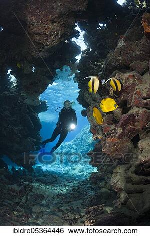 Diver in underwater cave, Cave Reef, Red Sea, Egypt, Africa View Large Photo Image Stock Photograph - Diver in underwater cave, Cave Reef, Red Sea, Egypt, Africa. Fotosearch