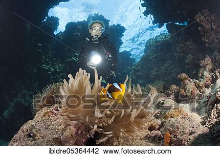 Stock Image - Diver in underwater cave, Paradise Reef, Red Sea, Egypt, Africa. Fotosearch