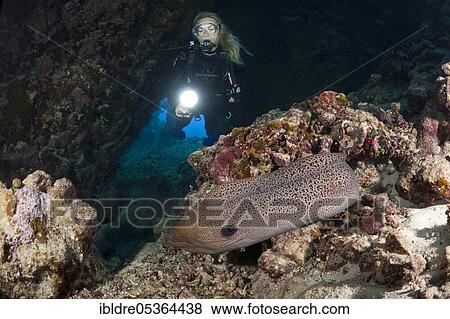 Diver in underwater cave, Paradise Reef, Red Sea, Egypt, Africa View Large Photo Image Stock Photo - Diver in underwater cave, Paradise Reef, Red Sea, Egypt, Africa. Fotosearch