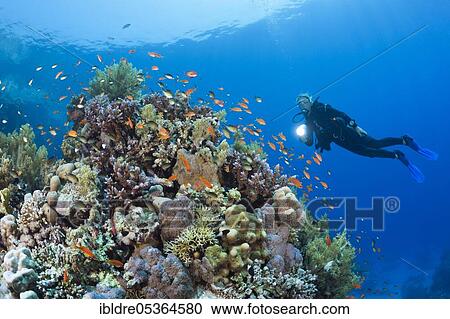 Diving in the Red Sea, St. Johns, Red Sea, Egypt, Africa View Large Photo Image Stock Image - Diving in the Red Sea, St. Johns, Red Sea, Egypt, Africa. Fotosearch