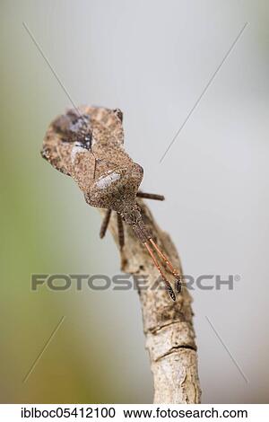 Dock bug (Coreus marginatus), Hannover, Lower Saxony, Germany, Europe View Large Photo Image Stock Image - Dock bug (Coreus marginatus), Hannover, Lower Saxony, Germany, Europe. Fotosearch