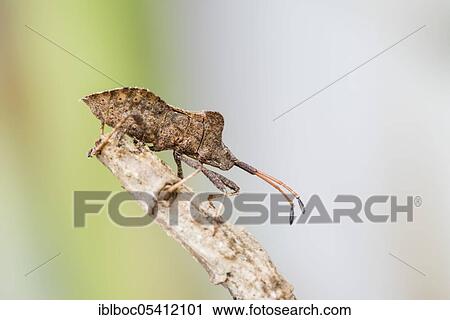 Stock Image - Dock bug (Coreus marginatus), Hannover, Lower Saxony, Germany, Europe. Fotosearch