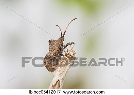 Dock bug (Coreus marginatus), Hannover, Lower Saxony, Germany, Europe View Large Photo Image Stock Photo - Dock bug (Coreus marginatus), Hannover, Lower Saxony, Germany, Europe. Fotosearch