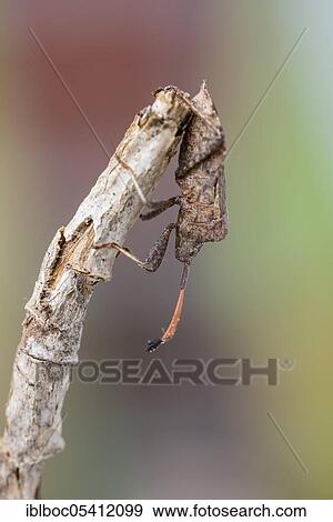 Stock Photo - Dock bug (Coreus marginatus), Hannover, Lower Saxony, Germany, Europe. Fotosearch