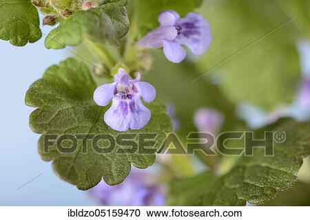 Stock Image - Dogfish, Ground ivy (Glechoma hederacea), Blue Raven, Buldermann, Thunder vine, Hedgerich, Earth ivy, Ground ivy, Gundelrieme, Gunelreif, Silverweed, Soldier parsley, Huder, Udram, Zickelkrautchen. Fotosearch