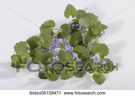 Stock Image - Dogfish, Ground ivy (Glechoma hederacea), Blue Raven, Buldermann, Thunder vine, Hedgerich, Earth ivy, Ground ivy, Gundelrieme, Gunelreif, Silverweed, Soldier parsley, Huder, Udram, Zickelkrautchen. Fotosearch