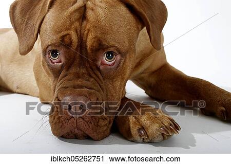 Stock Image - Dogue de Bordeaux, Bordeaux Mastiff or French Mastiff. Fotosearch