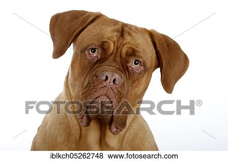 Dogue de Bordeaux, Bordeaux Mastiff or French Mastiff View Large Photo Image Stock Photo - Dogue de Bordeaux, Bordeaux Mastiff or French Mastiff. Fotosearch