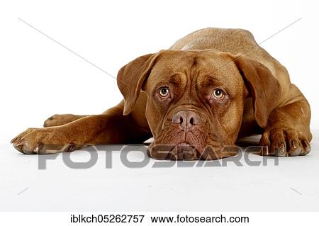 Dogue de Bordeaux, Bordeaux Mastiff or French Mastiff View Large Photo Image Stock Photo - Dogue de Bordeaux, Bordeaux Mastiff or French Mastiff. Fotosearch