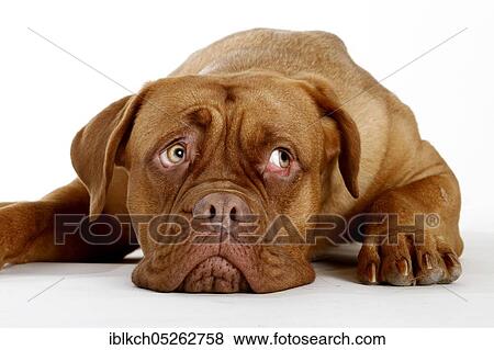 Dogue de Bordeaux, Bordeaux Mastiff or French Mastiff View Large Photo Image Stock Photo - Dogue de Bordeaux, Bordeaux Mastiff or French Mastiff. Fotosearch