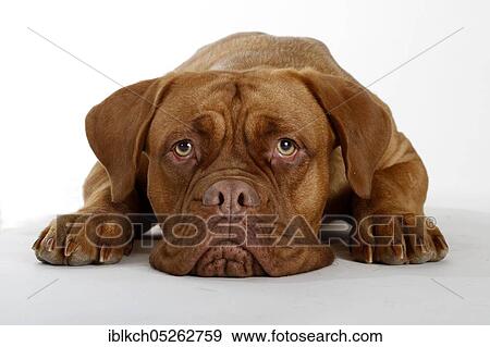 Dogue de Bordeaux, Bordeaux Mastiff or French Mastiff View Large Photo Image Stock Photo - Dogue de Bordeaux, Bordeaux Mastiff or French Mastiff. Fotosearch