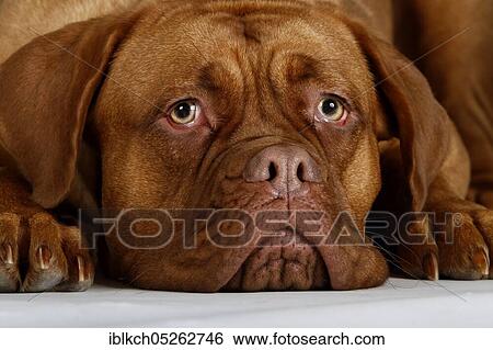 Dogue de Bordeaux, Bordeaux Mastiff or French Mastiff View Large Photo Image Stock Photograph - Dogue de Bordeaux, Bordeaux Mastiff or French Mastiff. Fotosearch