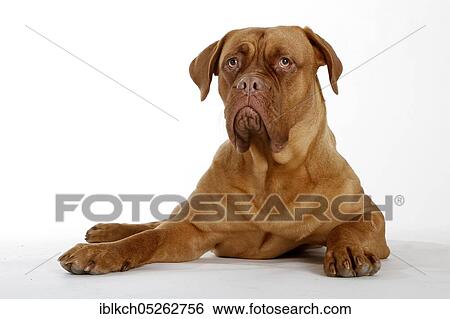 Dogue de Bordeaux, Bordeaux Mastiff or French Mastiff View Large Photo Image Stock Photograph - Dogue de Bordeaux, Bordeaux Mastiff or French Mastiff. Fotosearch