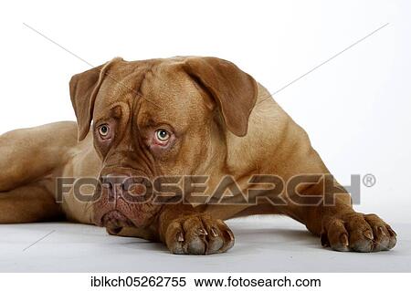Dogue de Bordeaux, Bordeaux Mastiff or French Mastiff View Large Photo Image Stock Photography - Dogue de Bordeaux, Bordeaux Mastiff or French Mastiff. Fotosearch