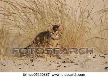 Domestic cat, tabby kitten between grasses View Large Photo Image Stock Photo - Domestic cat, tabby kitten between grasses. Fotosearch