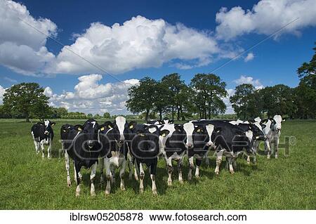 Domestic cattle on pasture, cows, dairy cattle, black and white, Lower Saxony, Germany, Europe View Large Photo Image Stock Photo - Domestic cattle on pasture, cows, dairy cattle, black and white, Lower Saxony, Germany, Europe. Fotosearch