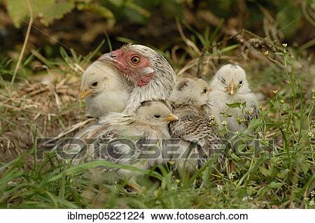 Domestic Chicken (Gallus gallus domesticus), mother hen with chick View Large Photo Image Picture - Domestic Chicken (Gallus gallus domesticus), mother hen with chick. Fotosearch