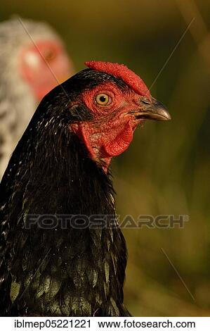 Stock Image - Domestic Chicken (Gallus gallus domesticus), Hen. Fotosearch