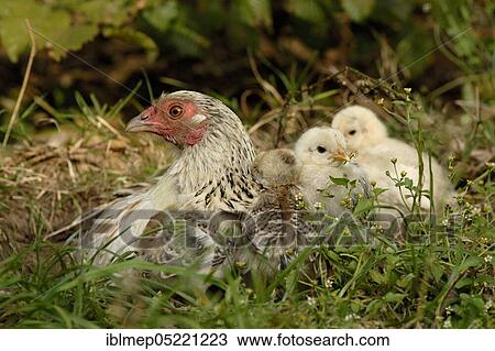 Stock Image - Domestic Chicken (Gallus gallus domesticus), mother hen with chick. Fotosearch