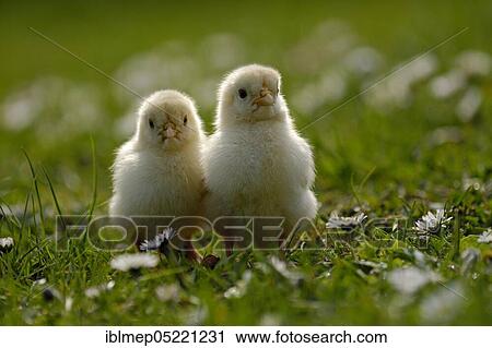 Domestic Chicken (Gallus gallus domesticus), two chicks View Large Photo Image Stock Image - Domestic Chicken (Gallus gallus domesticus), two chicks. Fotosearch