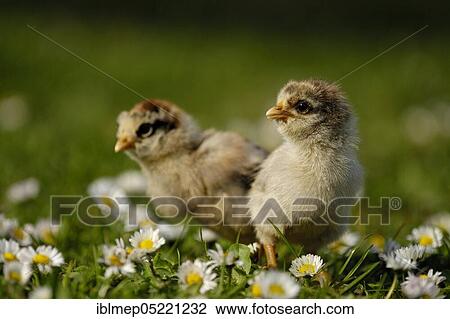 Domestic Chicken (Gallus gallus domesticus), two chicks between daisies (Bellis perennis) View Large Photo Image Stock Image - Domestic Chicken (Gallus gallus domesticus), two chicks between daisies (Bellis perennis). Fotosearch