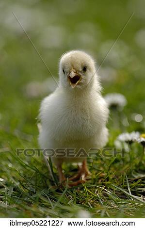 Domestic Chicken (Gallus gallus domesticus), squealing chick View Large Photo Image Stock Photo - Domestic Chicken (Gallus gallus domesticus), squealing chick. Fotosearch