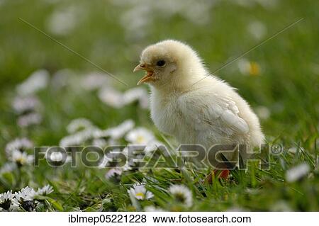 Domestic Chicken (Gallus gallus domesticus), chicks between daisies (Bellis perennis) View Large Photo Image Stock Photo - Domestic Chicken (Gallus gallus domesticus), chicks between daisies (Bellis perennis). Fotosearch