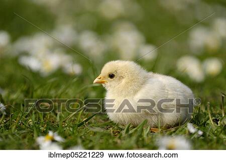 Domestic Chicken (Gallus gallus domesticus), chicks View Large Photo Image Stock Photo - Domestic Chicken (Gallus gallus domesticus), chicks. Fotosearch