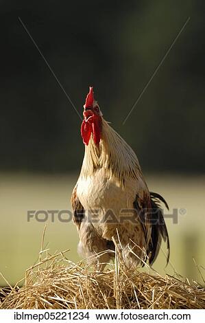 Picture - Domestic cock (Gallus gallus domesticus), on dung heaps. Fotosearch