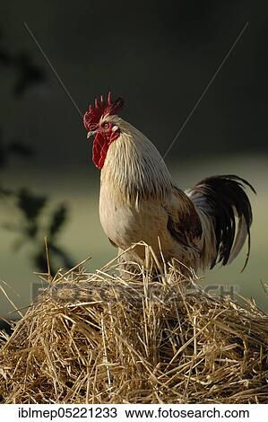 Domestic cock (Gallus gallus domesticus), on dung heaps View Large Photo Image Stock Image - Domestic cock (Gallus gallus domesticus), on dung heaps. Fotosearch