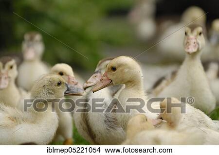 Domestic duck, ducklings View Large Photo Image Picture - Domestic duck, ducklings. Fotosearch