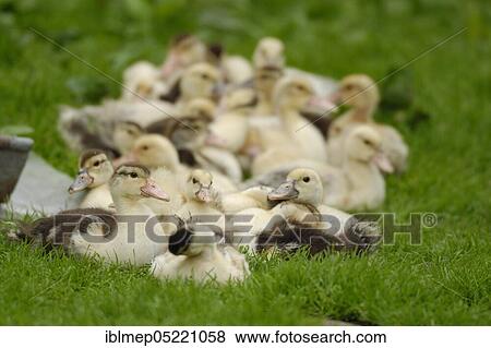 Domestic duck, ducklings View Large Photo Image Stock Photo - Domestic duck, ducklings. Fotosearch