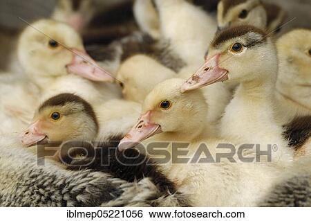 Domestic duck, ducklings View Large Photo Image Stock Photograph - Domestic duck, ducklings. Fotosearch