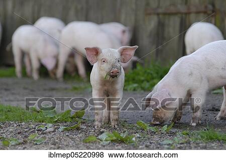 Stock Photo - Domestic pig, happy piglets. Fotosearch