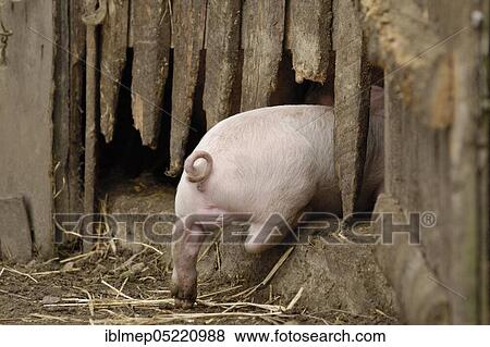 Domestic pig, piglet goes into stable View Large Photo Image Stock Photo - Domestic pig, piglet goes into stable. Fotosearch