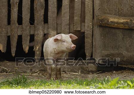Domestic pig, piglet in front of stable View Large Photo Image Stock Image - Domestic pig, piglet in front of stable. Fotosearch