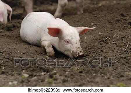 Domestic pig, piglet lies in the sand View Large Photo Image Stock Photography - Domestic pig, piglet lies in the sand. Fotosearch