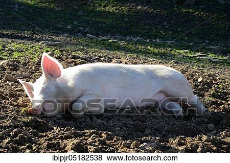 Stock Photo - Domestic pig, piglet, pig. Fotosearch