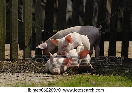 Domestic pig, piglets lie together View Large Photo Image Stock Image - Domestic pig, piglets lie together. Fotosearch