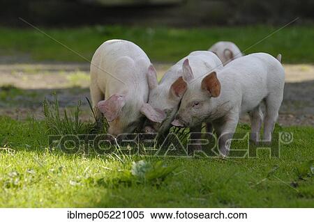 Domestic pig, piglets sniffing at tufts of grass View Large Photo Image Stock Photography - Domestic pig, piglets sniffing at tufts of grass. Fotosearch